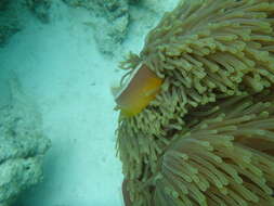 Image of Clown fish