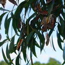 Image of Brush Ironbark