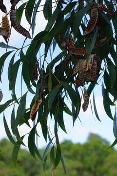 Sivun Acacia aulacocarpa A. Cunn. ex Benth. kuva