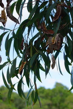 Acacia aulacocarpa A. Cunn. ex Benth. resmi