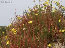 Rumex pictus Forsskál的圖片