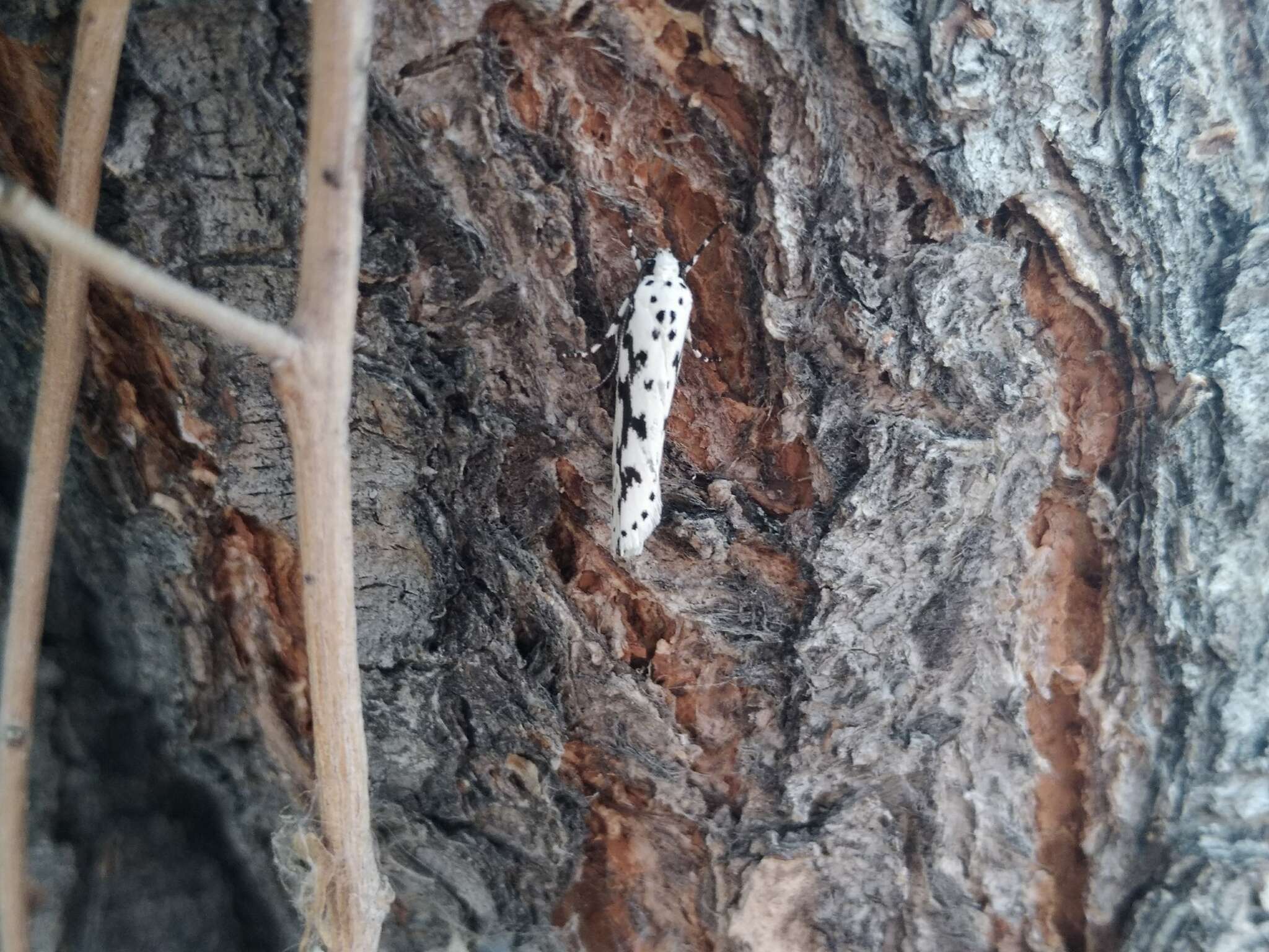 Image de Ethmia candidella Alphéraky 1908