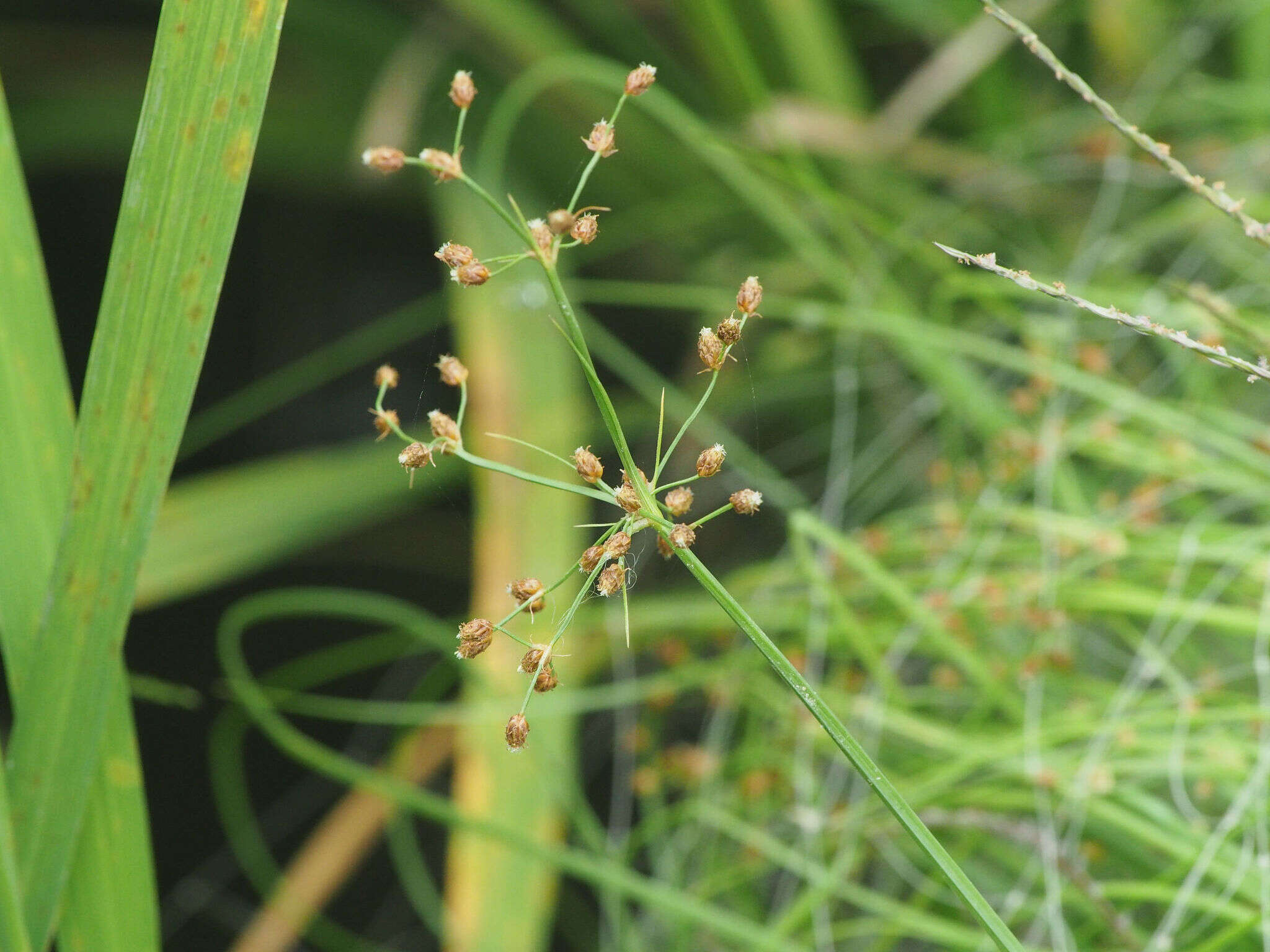Image of Grass-Like Fimbristylis