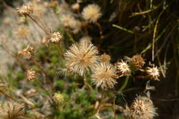 Plancia ëd Celmisia lateralis J. Buch.