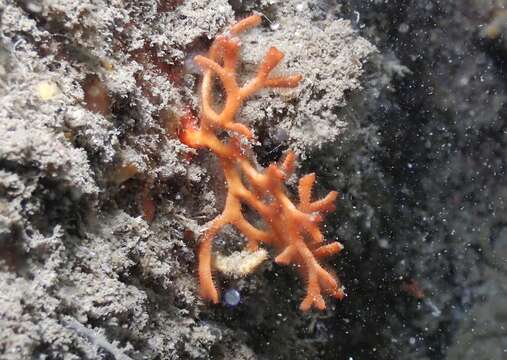 Image of deer-antler crust