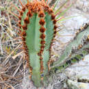 Image of Cipocereus crassisepalus (Buining & Brederoo) Barthlott & N. P. Taylor