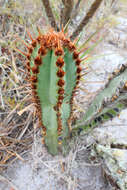 Cipocereus crassisepalus (Buining & Brederoo) Barthlott & N. P. Taylor resmi