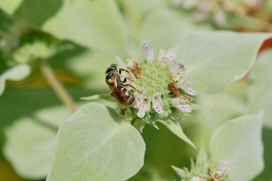 Image of Halictus confusus Smith 1853