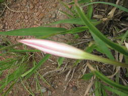 Image de Crinum lugardiae N. E. Br.