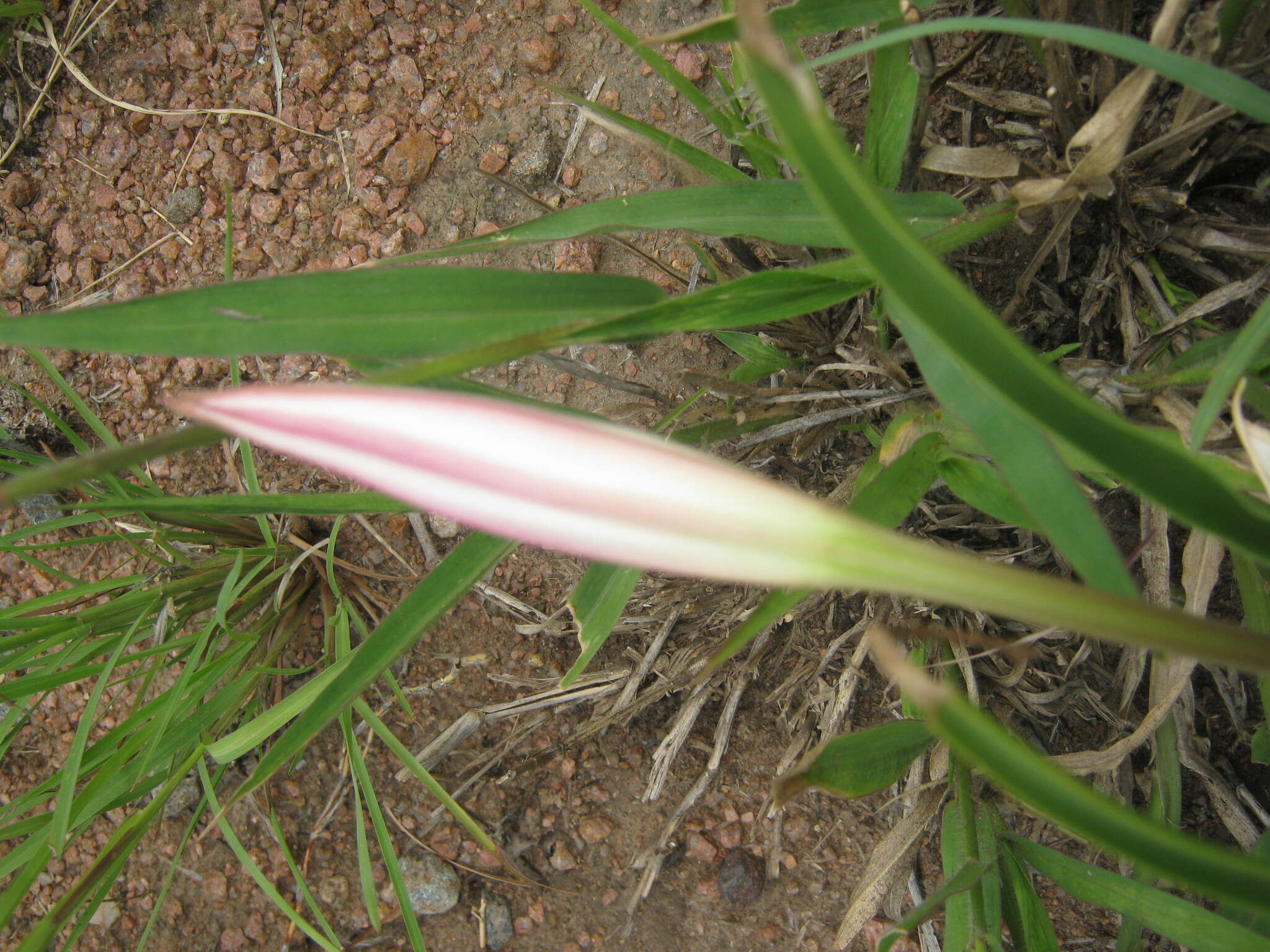 Image de Crinum lugardiae N. E. Br.