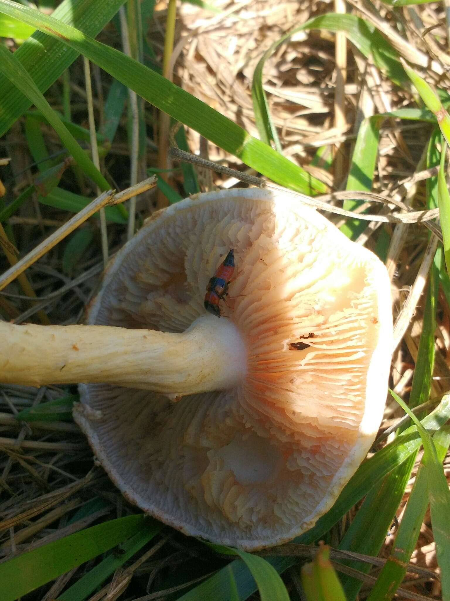 Image of Agrocybe molesta (Lasch) Singer 1978