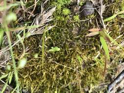 Image of seductive entodon moss