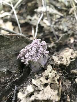 Ramaria fumigata (Peck) Corner 1950 resmi