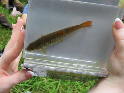 Image of Redtail chub