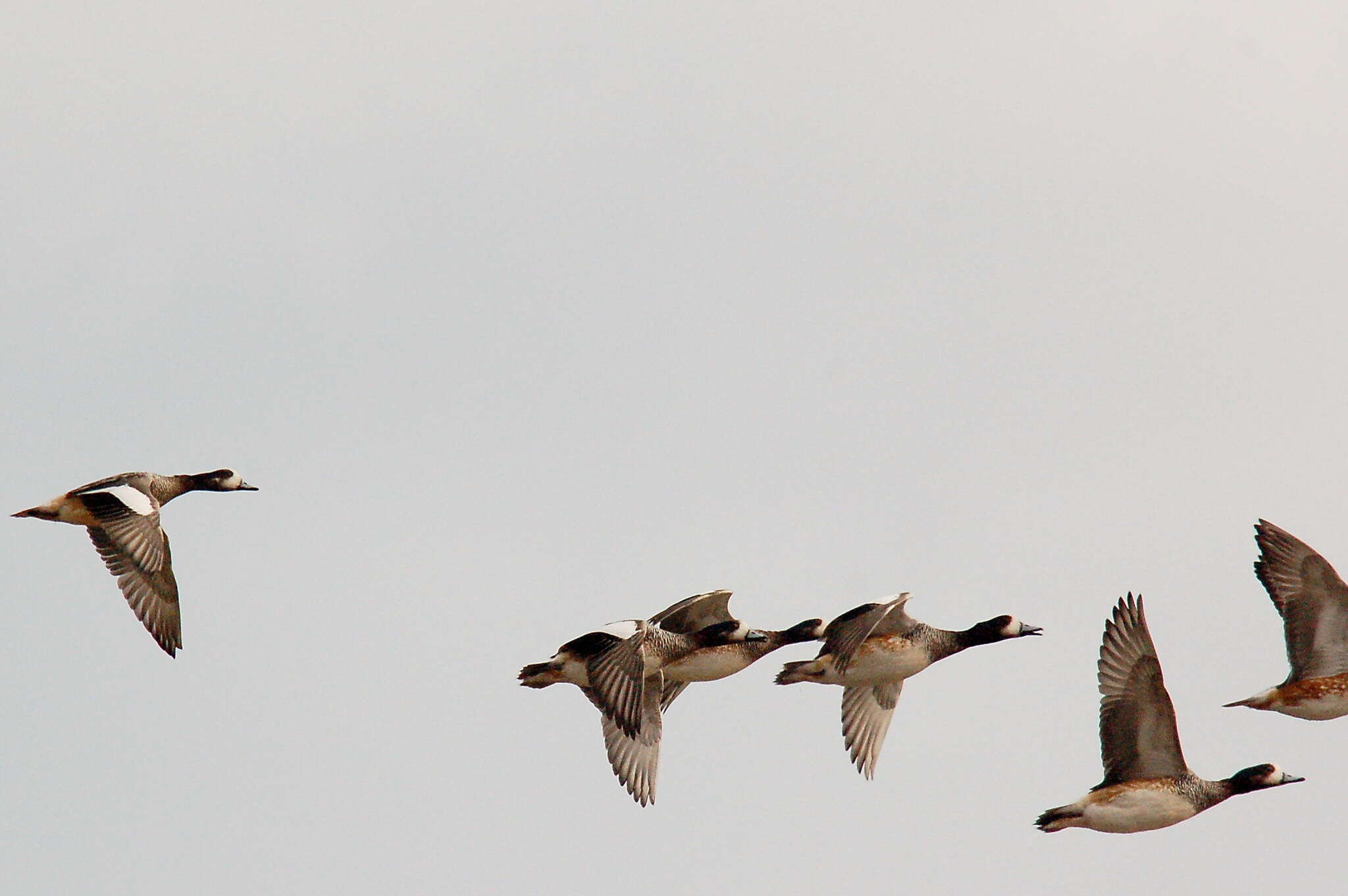 Image of Chiloe Wigeon