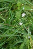 Imagem de Stellaria graminea L.