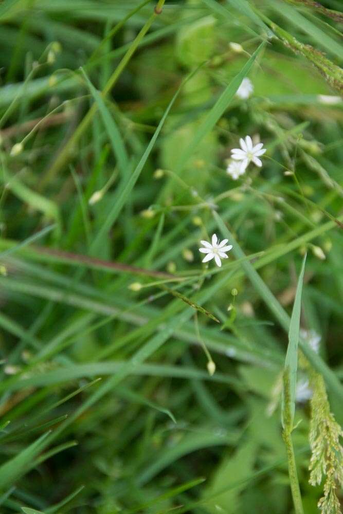 صورة Stellaria graminea L.