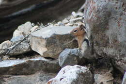 Callospermophilus lateralis certus (Goldman 1921) resmi