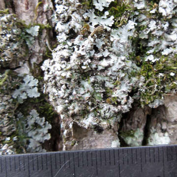 Image of frosted lichen