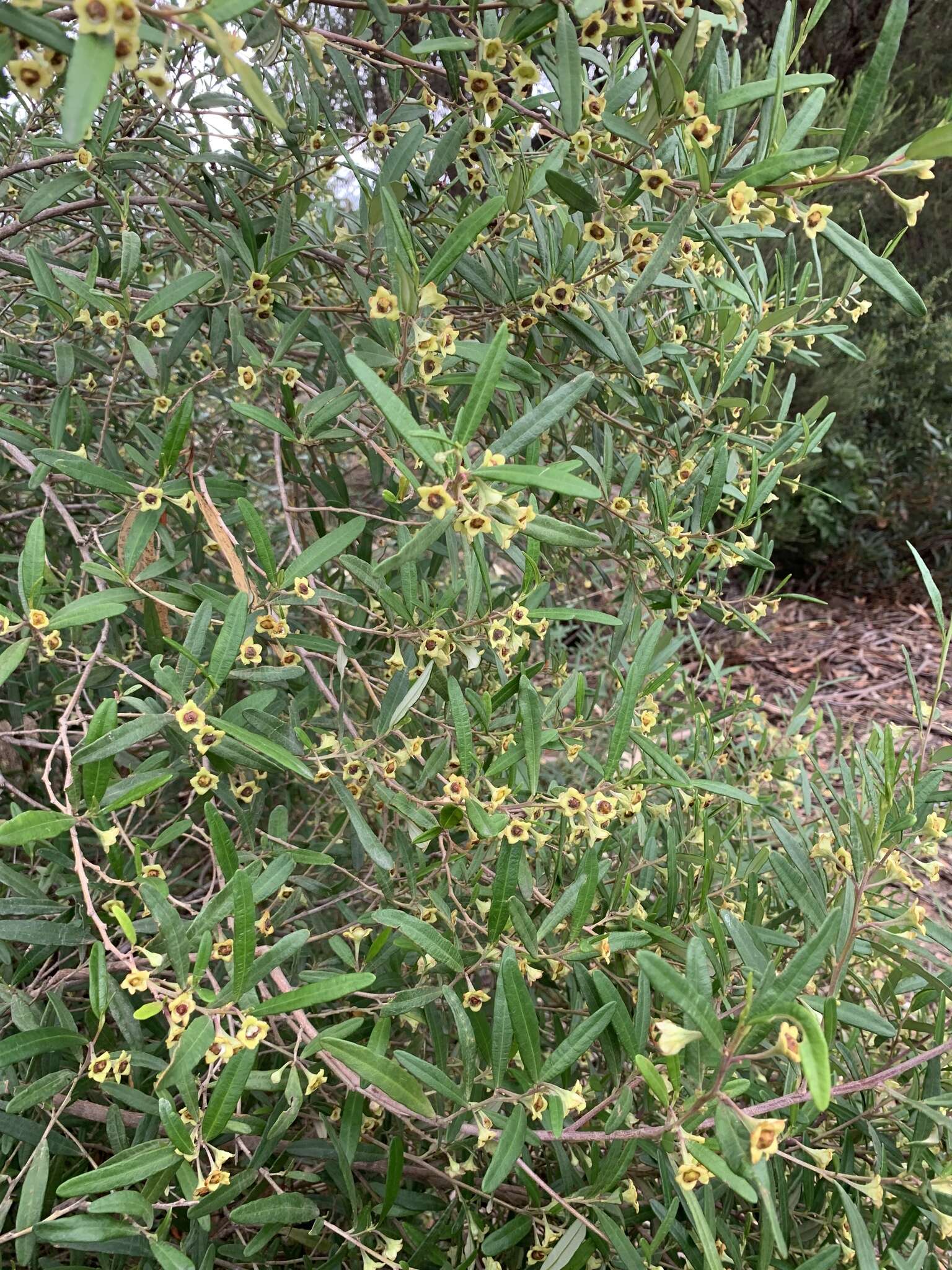 Sivun Beyeria lasiocarpa (F. Muell.) Müll. Arg. kuva