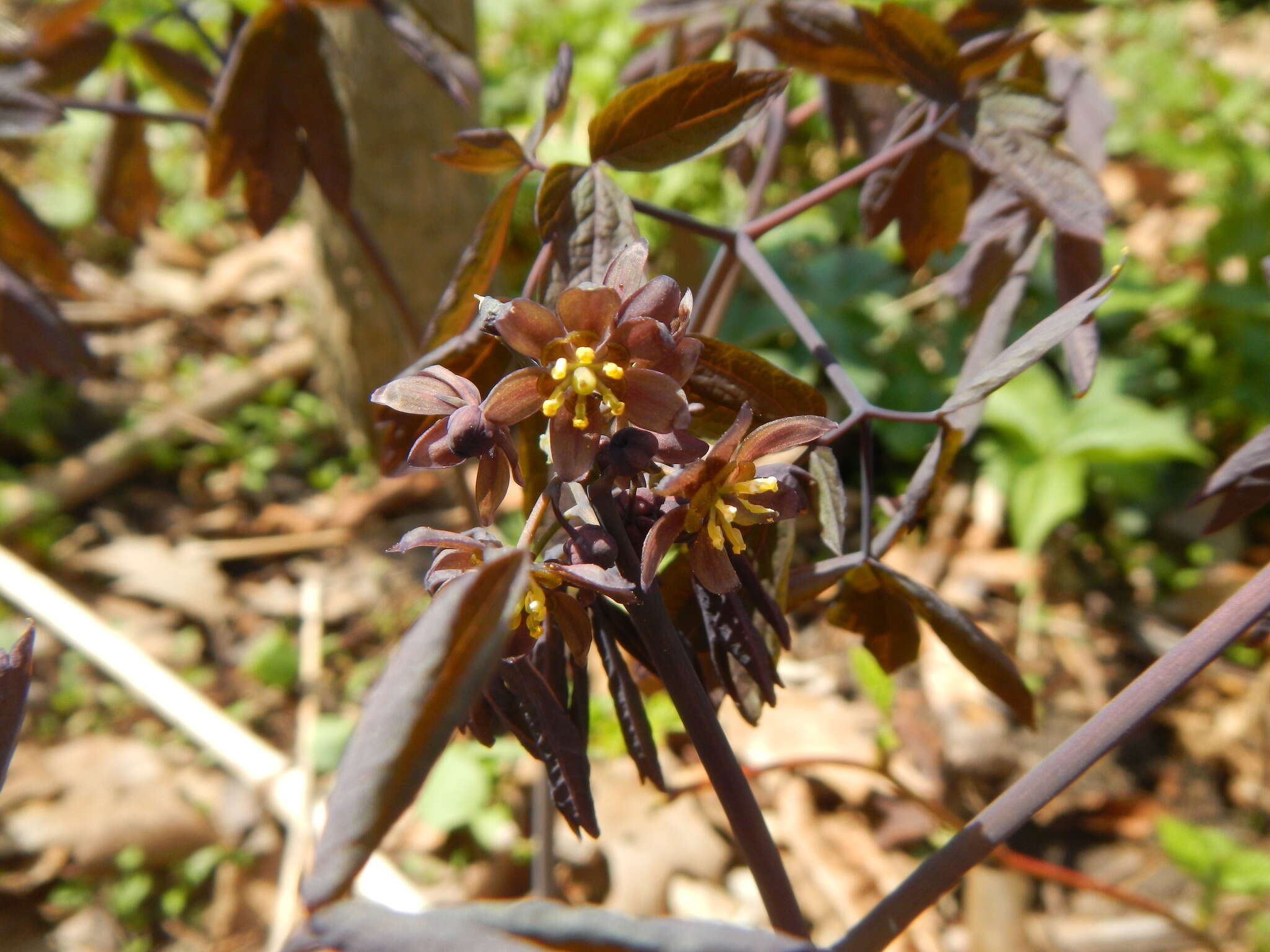 Image of giant blue cohosh