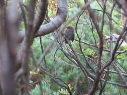 Image of Japanese Accentor