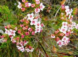 Image of Erica fastigiata var. fastigiata