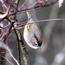 Image of Spectacled Fulvetta