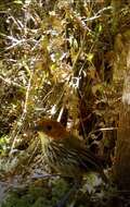 Image of Chestnut-crowned Antpitta