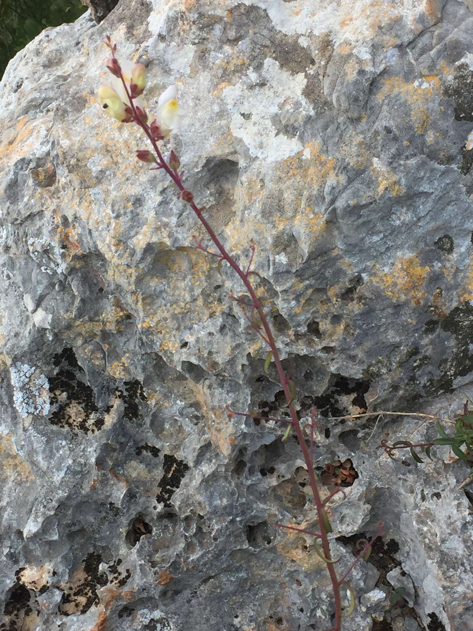 Image of Antirrhinum onubense (Fernández Casas) J. Fernández Casas