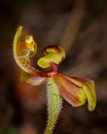 Caladenia bryceana subsp. bryceana的圖片