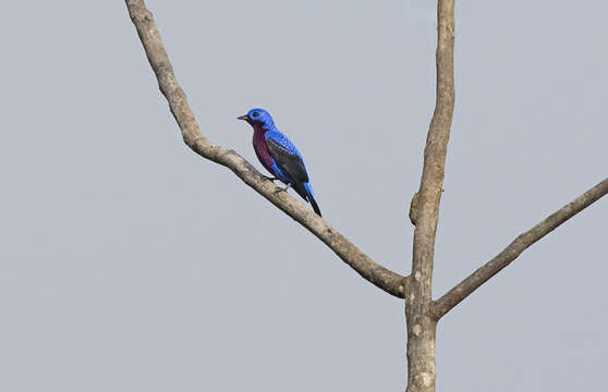 Image of Purple-breasted Cotinga