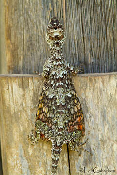 Image of White-spotted Flying Lizard