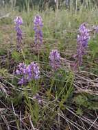 Image of Polygala hybrida Bruegg.