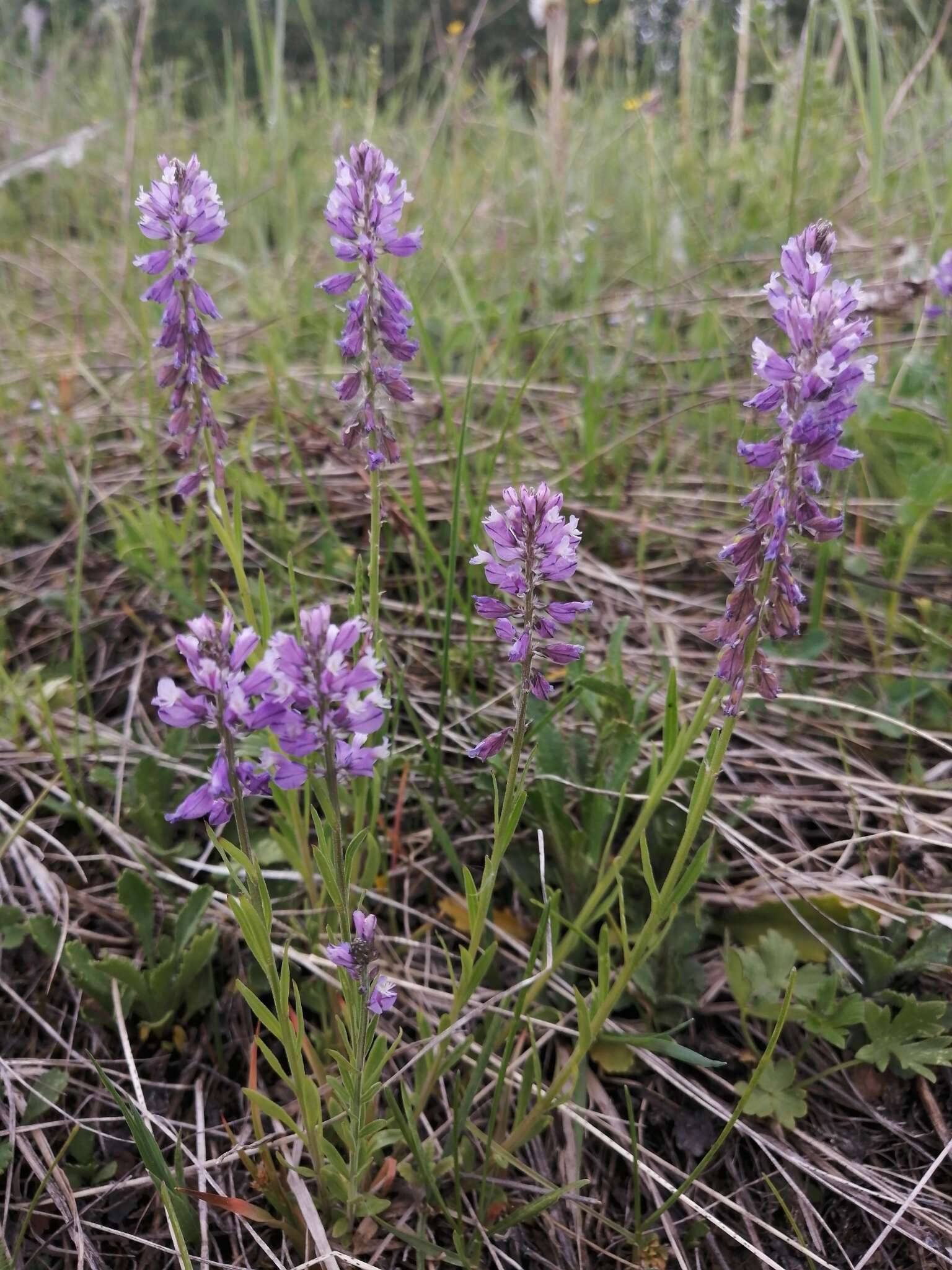 Image of Polygala hybrida Bruegg.