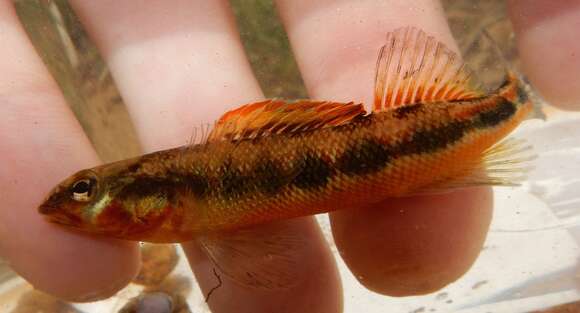 Image of Gilt Darter