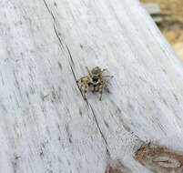 Phidippus otiosus (Hentz 1846)的圖片