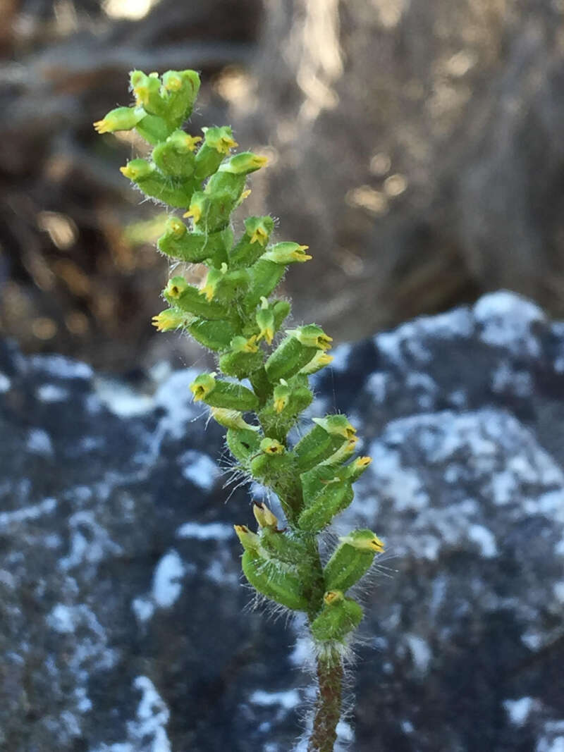 Image of Holothrix villosa var. villosa