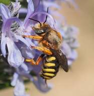 Rhodanthidium septemdentatum (Latreille 1809) resmi