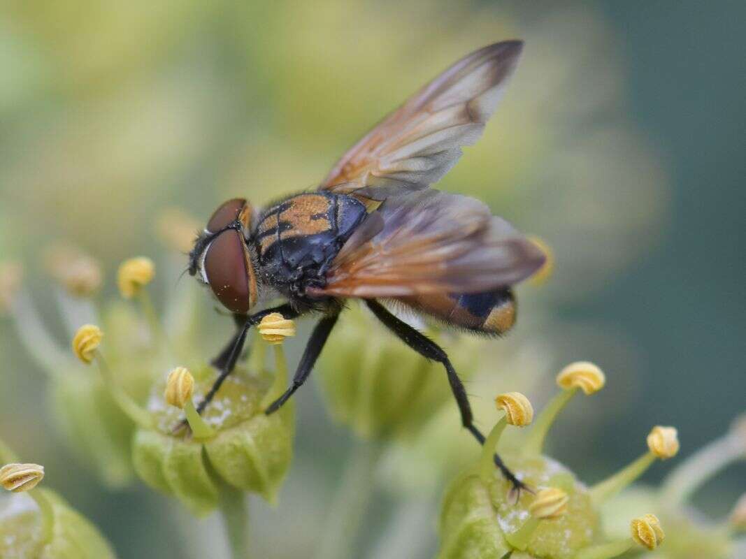 Image of Phasia aurigera (Egger 1860)