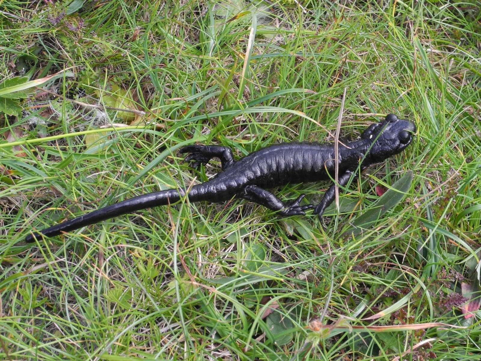 Sivun Salamandra lanzai Nascetti, Andreone, Capula & Bullini 1988 kuva