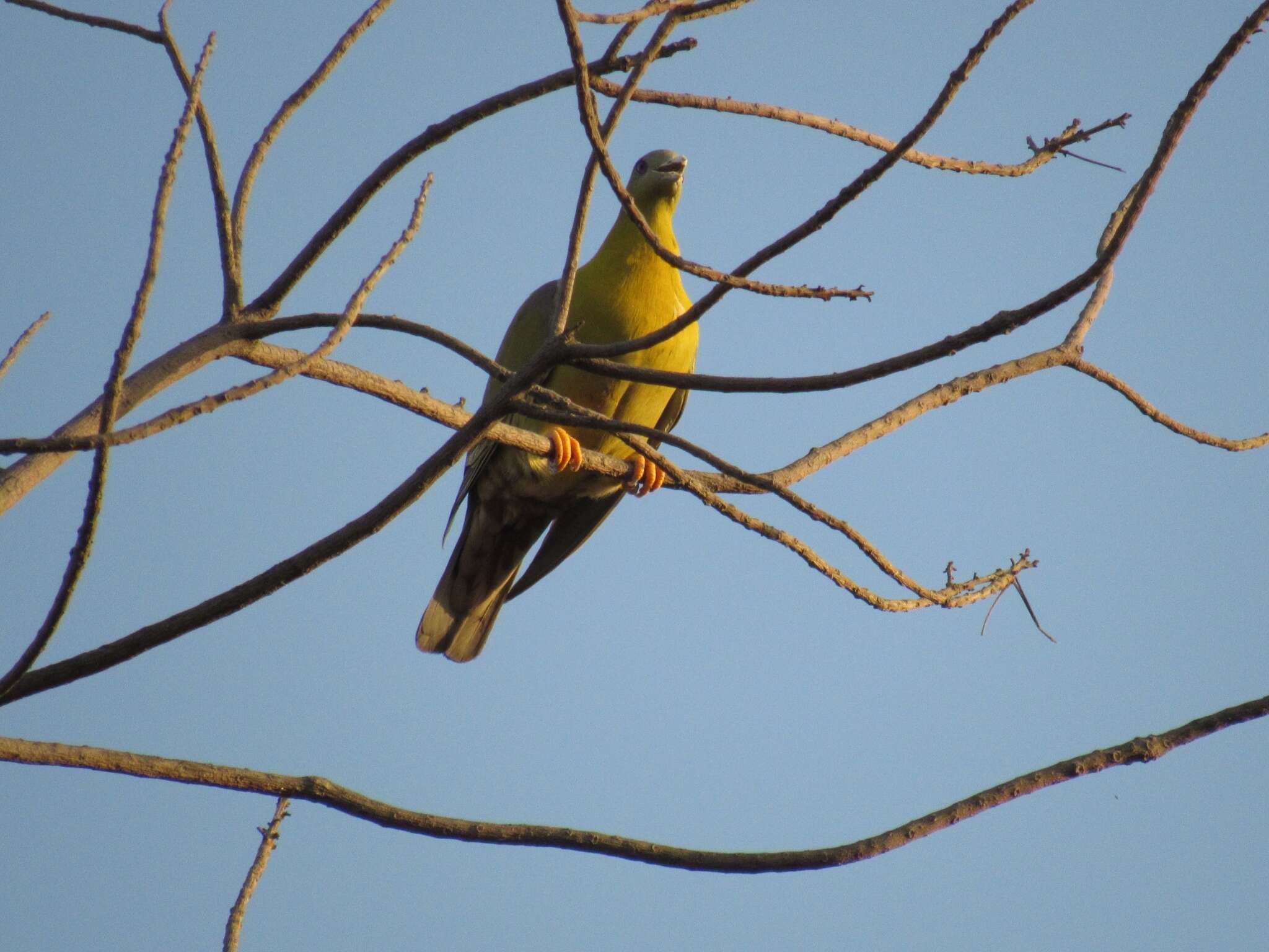 Image of Yellow-footed Green Pigeon