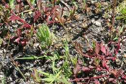 Image of Hermannia procumbens subsp. procumbens