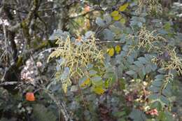 Image of Rhus schiedeana Schltdl.