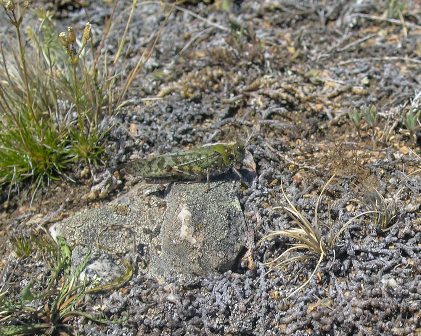 Angaracris barabensis (Pallas 1773) resmi