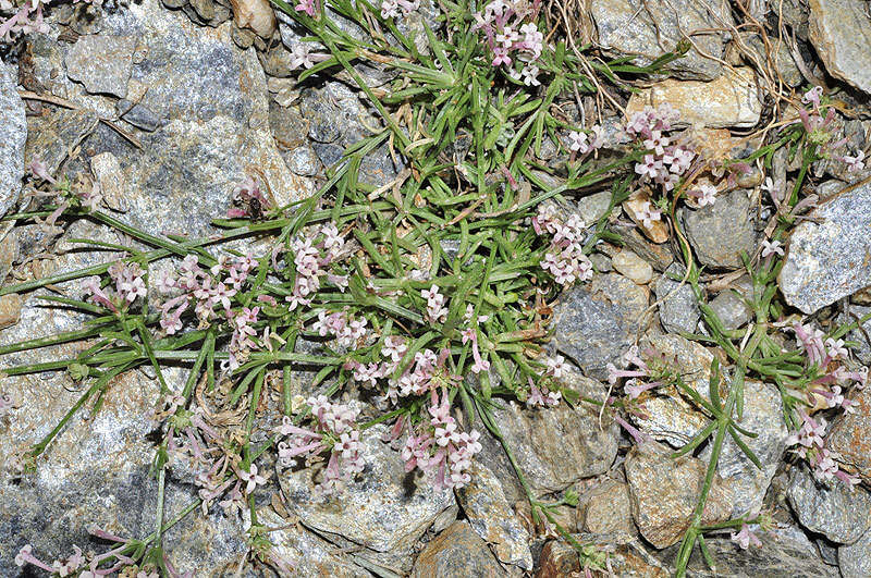 Image of Asperula aristata subsp. scabra Nyman