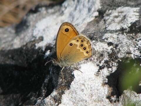 Image of Coenonympha dorus Esper 1782