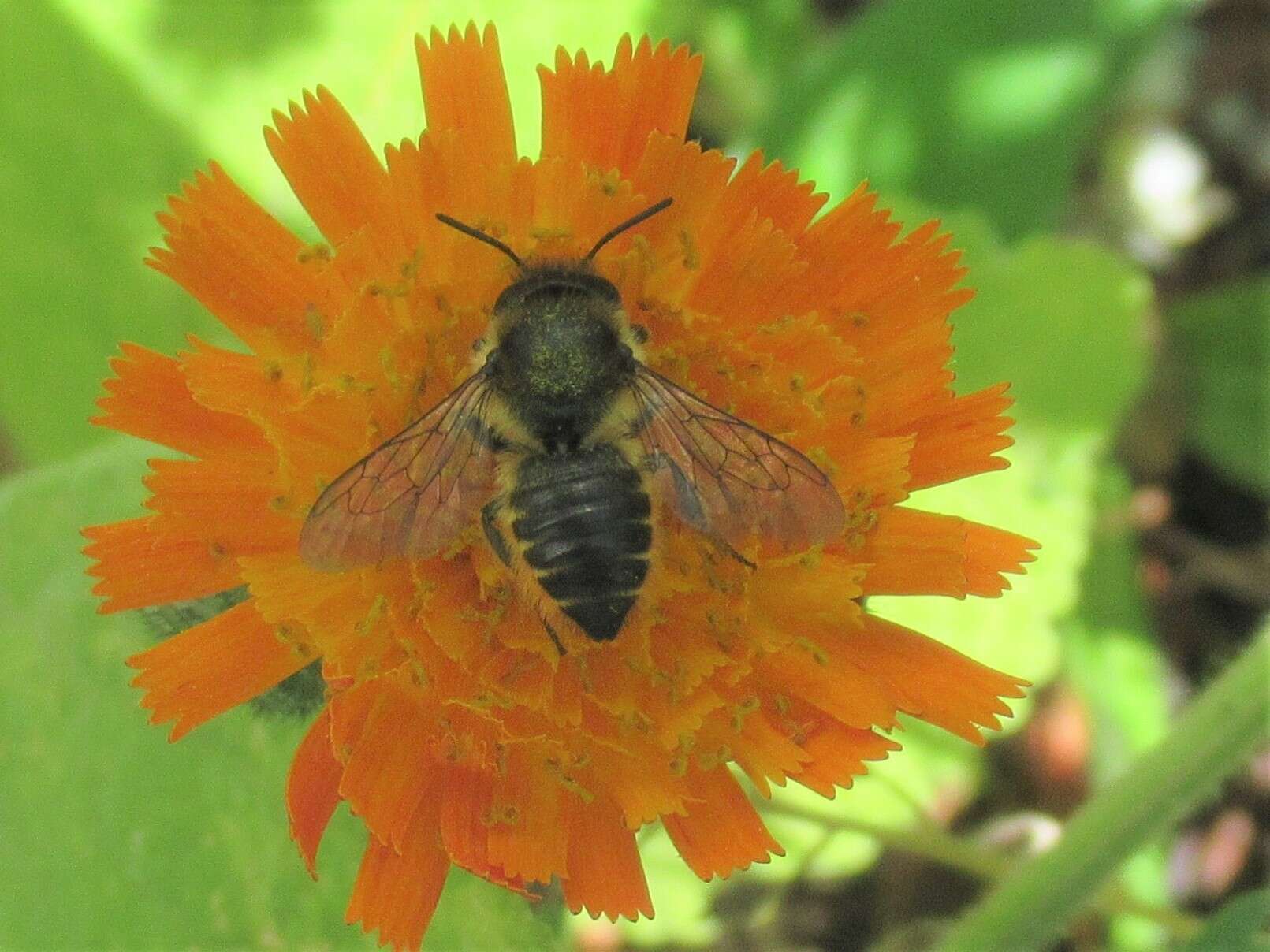 Image of Megachile leaf-cutter bee