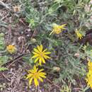 Image of Heterotheca paniculata G. L. Nesom