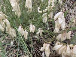 Imagem de Astragalus cusickii A. Gray